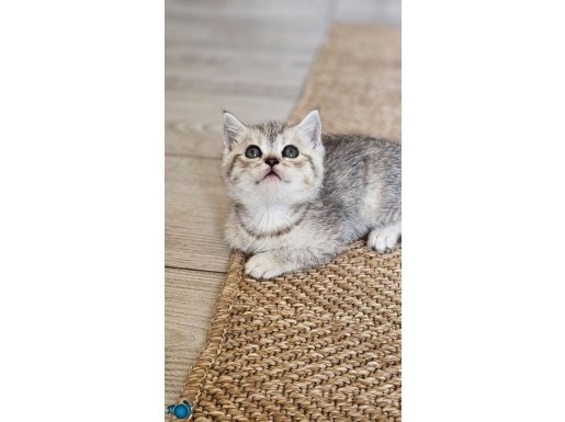 Muhteşem British shorthair yavru kedilarimiz Egitimli