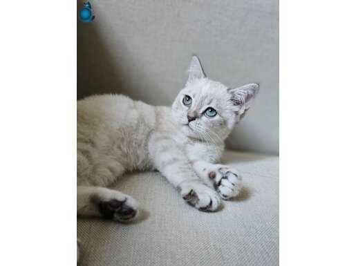 Safkan British shorthair yavru kedimiz Egitimli 