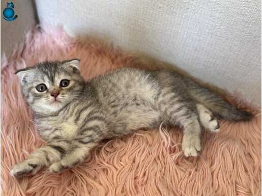 Safkan British shorthair ve scotish yavru kedilarimiz