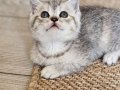Muhteşem  British shorthair yavru kedilarimiz Egitimli