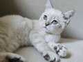 Safkan British shorthair yavru kedimiz Egitimli 