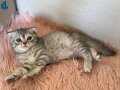 Safkan British shorthair ve scotish yavru kedilarimiz
