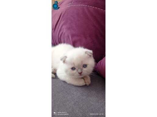 Kedi yavrularımıza sahip arıyoruz