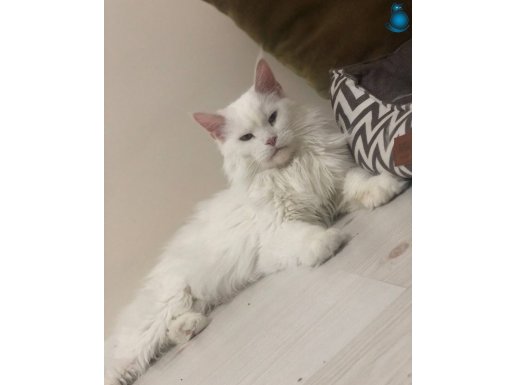 MAİNECOON GÜZEL KIZLARIM