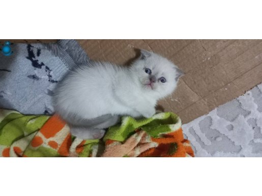 Sevimli kardeşler 