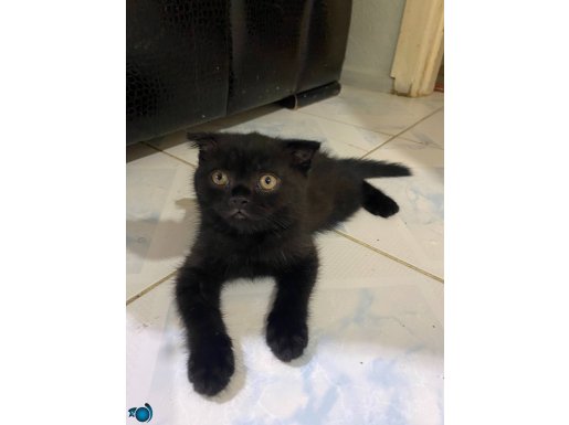 55 günlük scottish fold yavrularımız