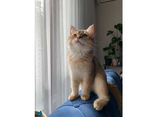 Badem british shorthair golden 