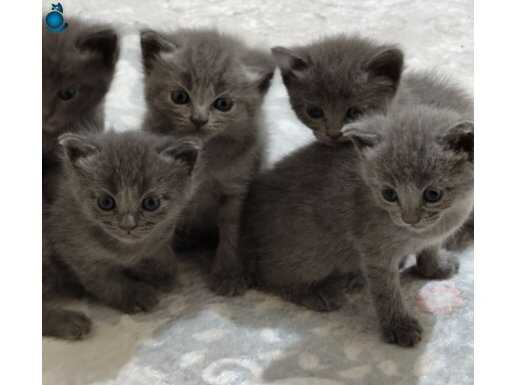 British shorthair