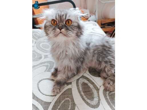Scottish fold lonhair yeni yuvasını arıyor 