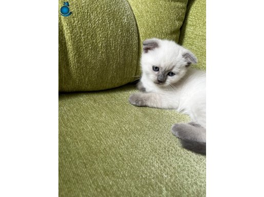 Stocttish Fold 2 Aylık Sağlıklı Oyuncu Mavi Gözlü.