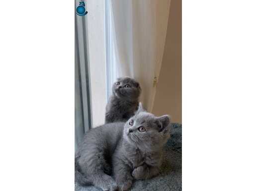 British Shorthair Scottish Fold yavru 