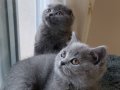 British Shorthair Scottish Fold yavru 