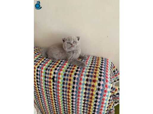 Lilac özel renk garantili ırk Scottish Fold