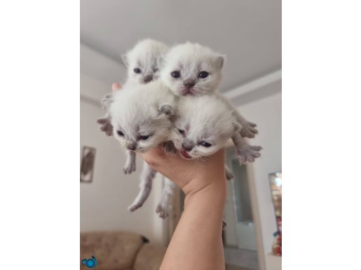 Safkan british blue point bebekler