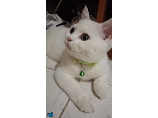 British shorthair bebekler