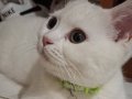 British shorthair bebekler