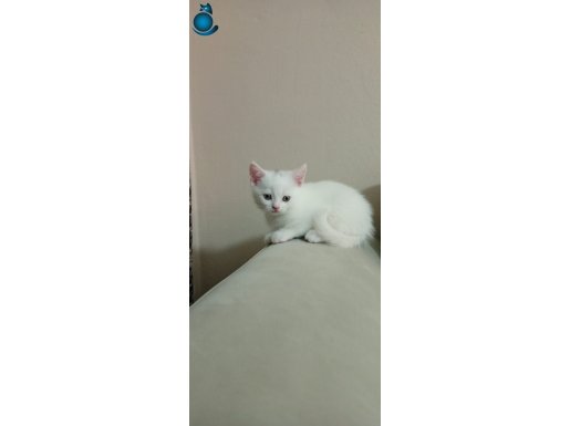 2 aylık british shorthair