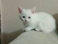 2 aylık british shorthair