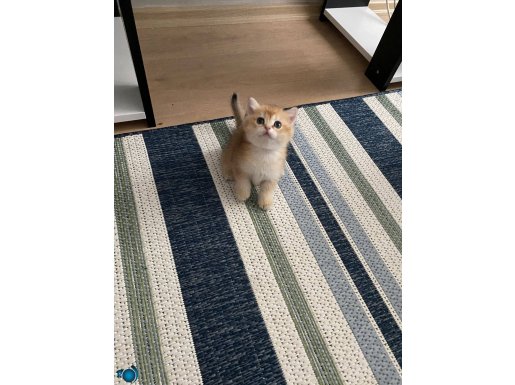 British shorthair golden ny11 yavrularım 