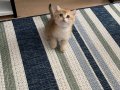 British shorthair golden ny11 yavrularım 