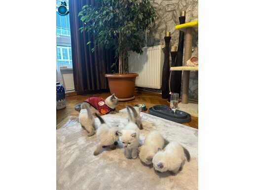 2 aylık bluepoint yavrularımız
