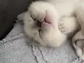 Kristal Bakışlı British Shorthair blue point erkek