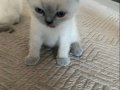 Kristal Bakışlı British Shorthair blue point erkek