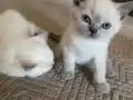 Kristal Bakışlı British Shorthair blue point erkek