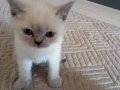 Kristal Bakışlı British Shorthair blue point erkek