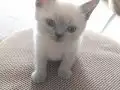 Kristal Bakışlı British Shorthair blue point erkek
