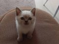 Kristal Bakışlı British Shorthair blue point erkek