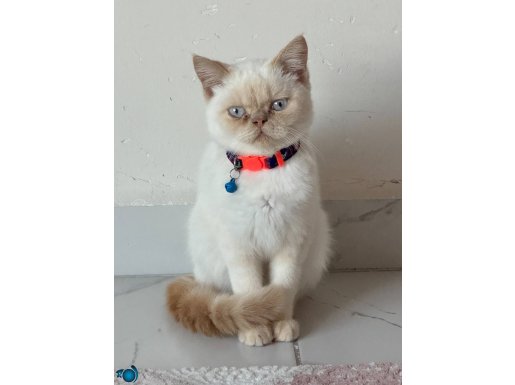 Safkan bakımlı aşılı akıllı exhotic shortair krempoint 