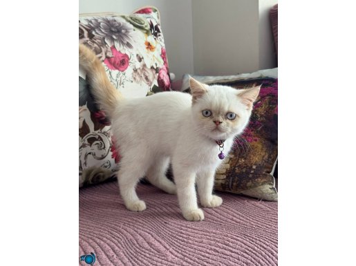 orjiSafkan ırklı sağlıklı 3Mart doğumlu exoticshortair erkek