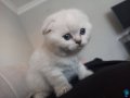 Scottish Blue Point safkan 
