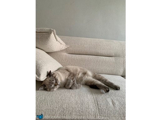 mia