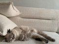 mia