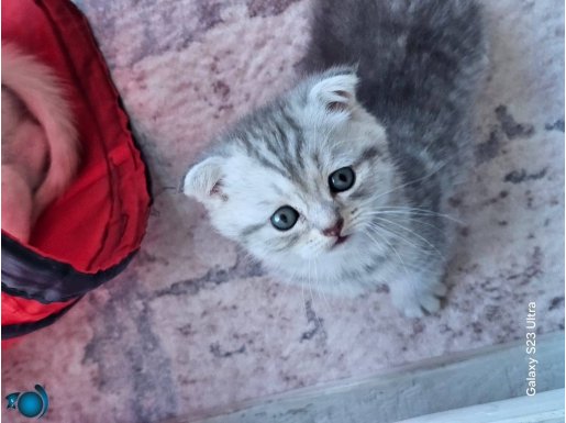 Scottish fold 2.5 aylık kedi