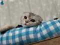 Ücretsiz acil scottish fold sahiplendirme