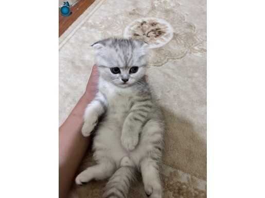 Satılık 3 tane yavru kedi 