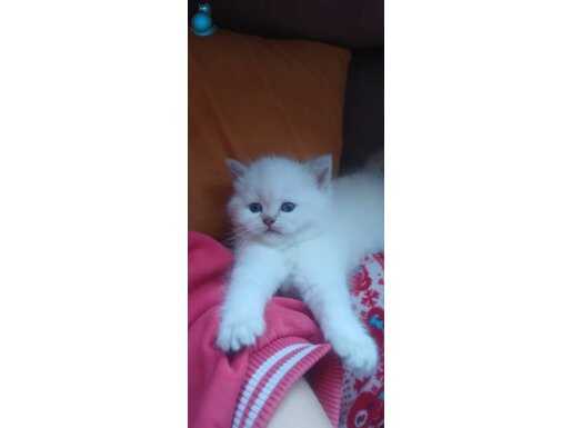 Safkan bluepoint british shorthair pamuk yavrularimiz