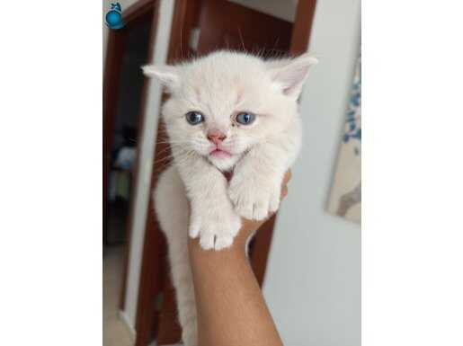 Silver british Shorthair