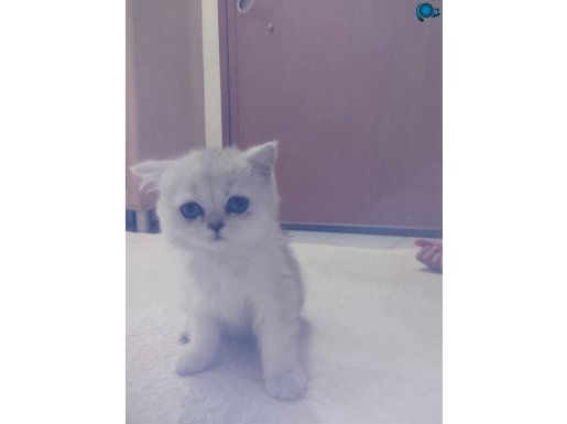 Silver pamuk