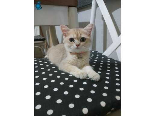 Kedi