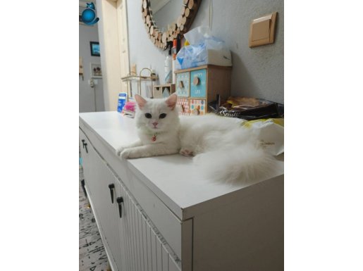 Sevimli kedi