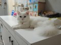 Sevimli kedi