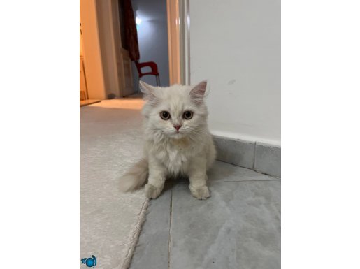 CHİNCHİLLA YAVRU ERKEK KEDİ