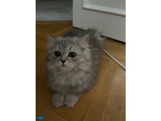 CHİNCHİLLA DİŞİ YAVRU KEDİ