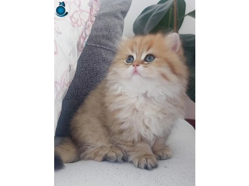 Safkan golden silver pamuk british Longhair yavrularımız 