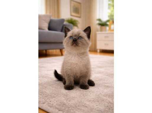 8 şubat Scottish – British Mix 2 Yavrumuz Yuva Arıyor