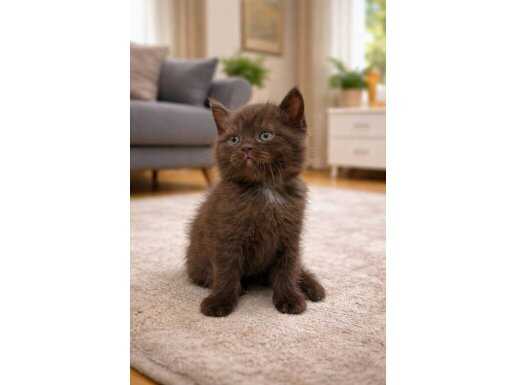 Çikolata ve Blue Point Tonlu Özel Karakterli Scottish Mix Yavrular